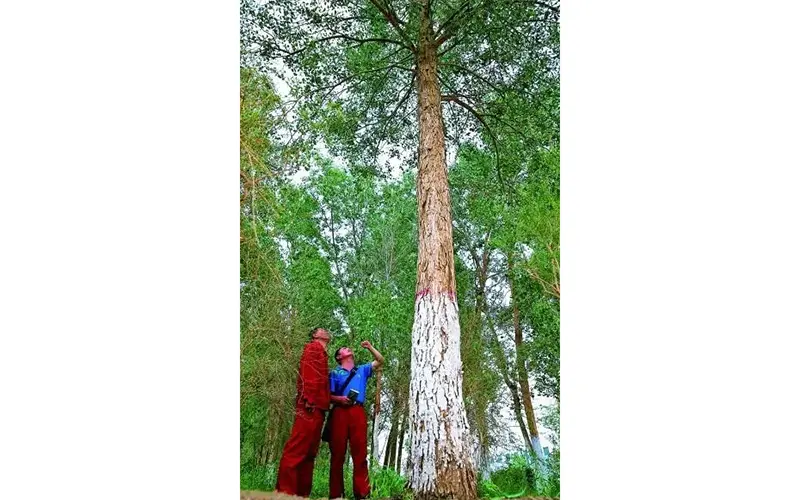 ꯃꯔꯨꯚꯨꯃꯤꯗꯥ ꯒ꯭ꯔꯤꯟ ꯀꯣꯔꯤꯗꯣꯔꯁꯤꯡ꯫