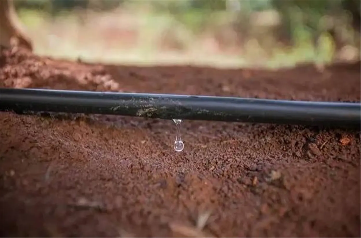 ꯶꯰꯶.jpgꯗꯥ ꯐꯣꯉꯈ꯭ꯔꯦ꯫