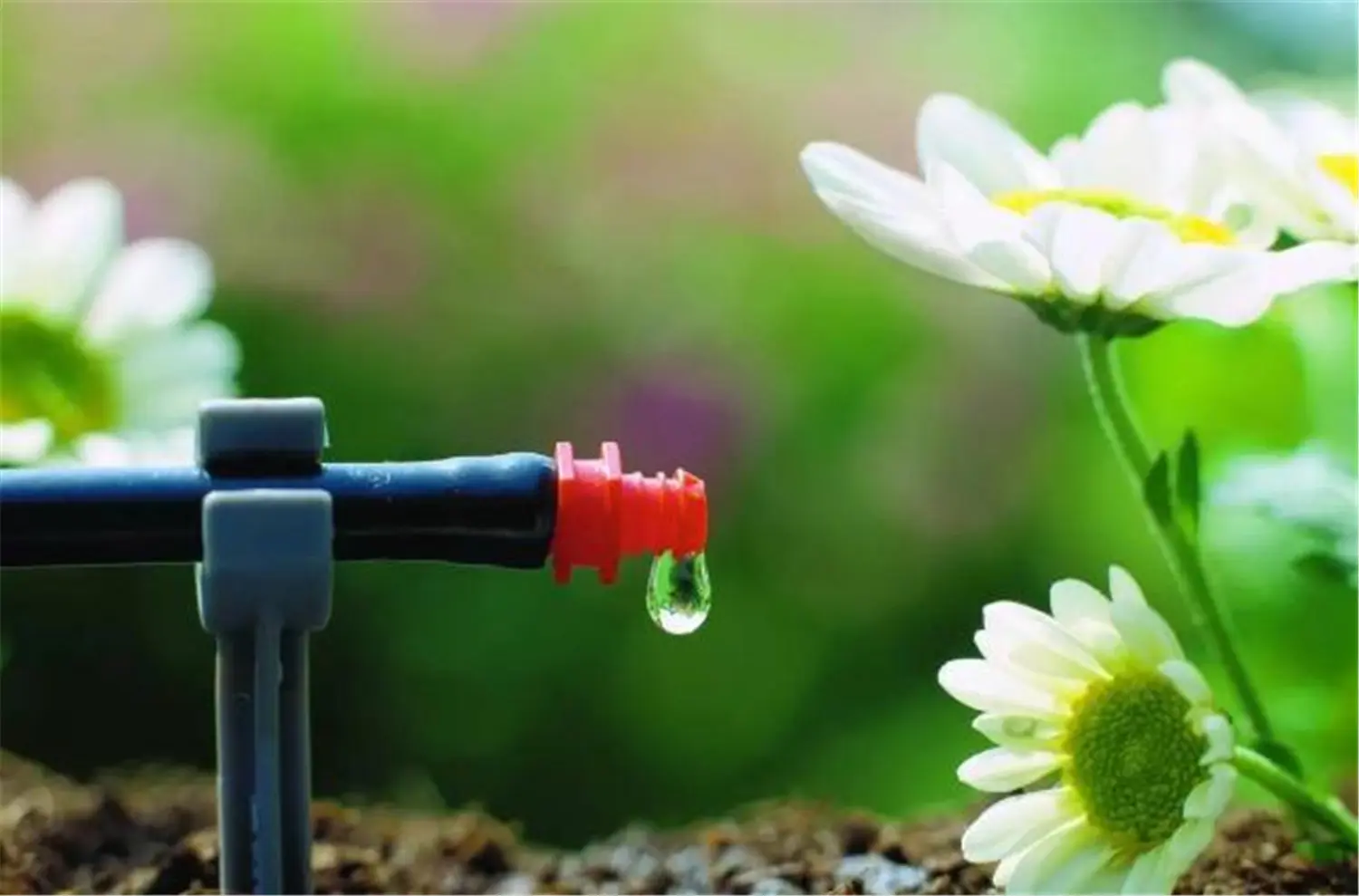 ꯶꯰꯹.jpgꯗꯥ ꯐꯣꯉꯈ꯭ꯔꯦ꯫